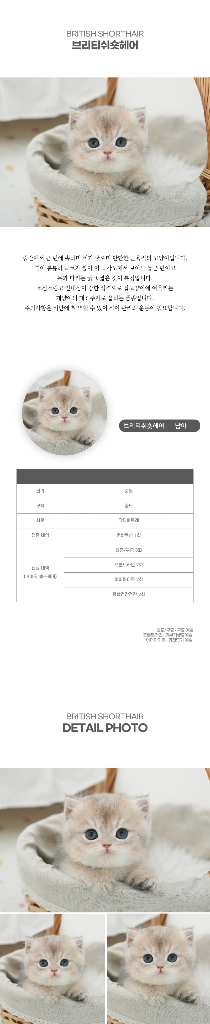 브리티쉬숏헤어_상세이미지_2